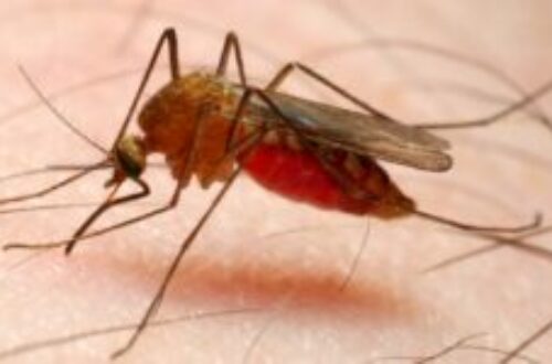 Article : 2 cas de décès dus au paludisme m’ont marqué en 2021