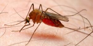 Article : 2 cas de décès dus au paludisme m’ont marqué en 2021
